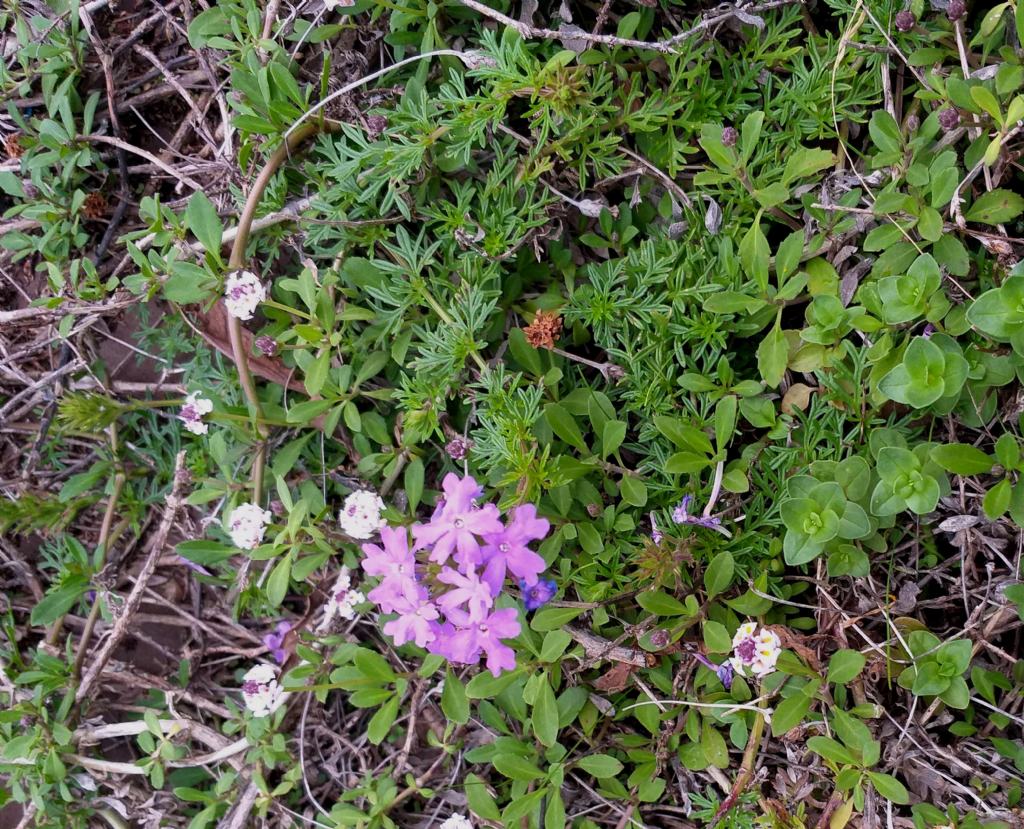 Verbenaceae:  cv di Glandularia aristigera (= Verbena tenuisecta)